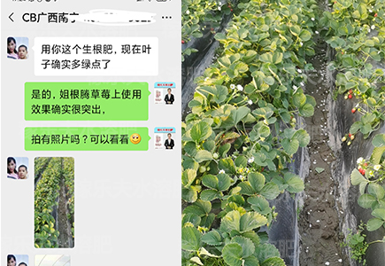 哪家草莓生根肥好?