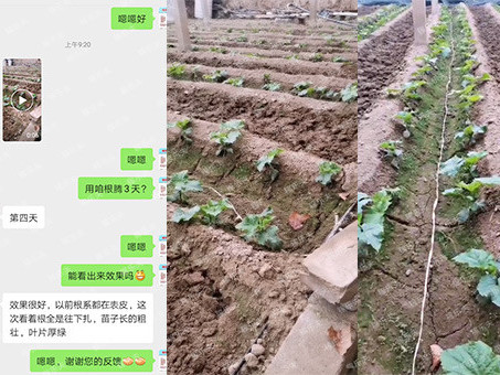 黄瓜苗怎么种植和管理？