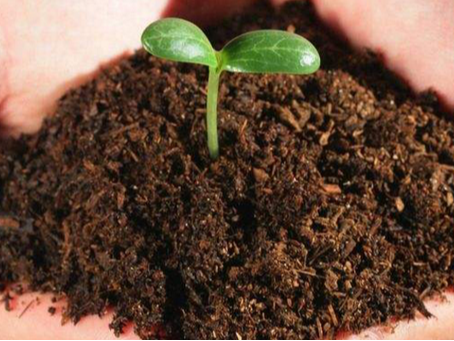 黄腐酸和腐殖酸肥料的作用