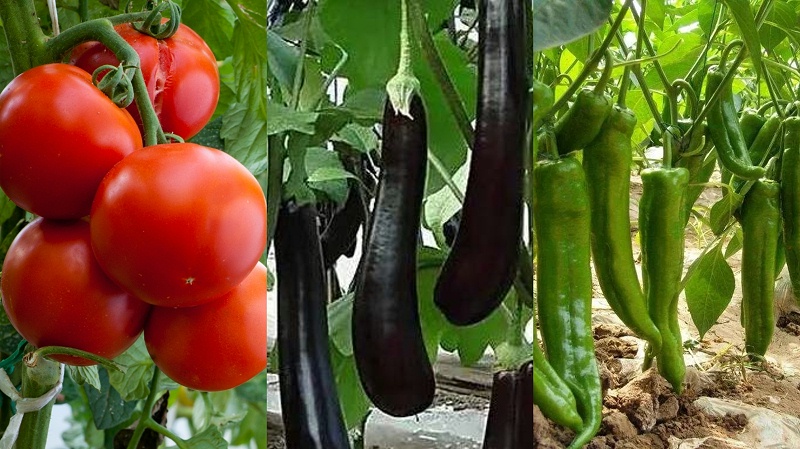 8be292d46cbefd5bef179a607b188a5