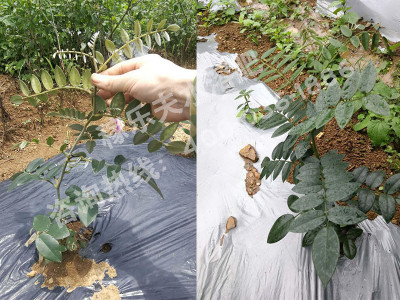 山豆根苗叶片发黄怎么办?
