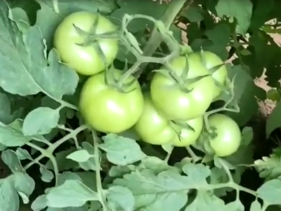 影响番茄的​因素之肥料