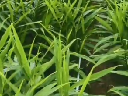 为什么种植生姜​要遮阴？