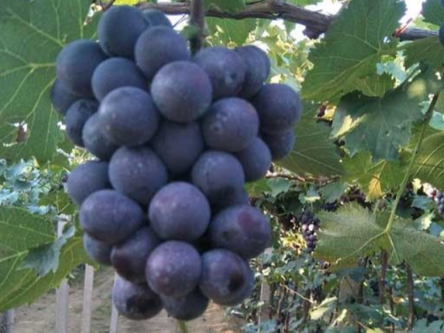葡萄如何施微​量元素肥？