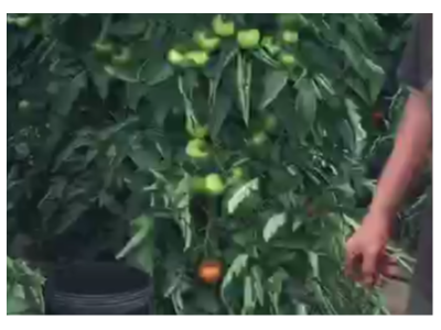 番茄高钾肥用什么肥料效果好?