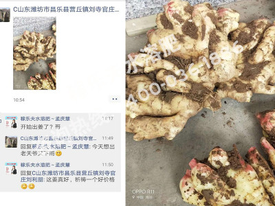 大姜上用什么大量元素水溶肥料长势好?