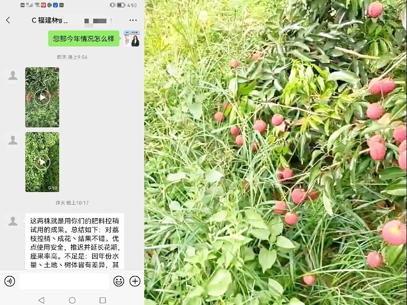 客户荔枝上使用亚磷酸钾
