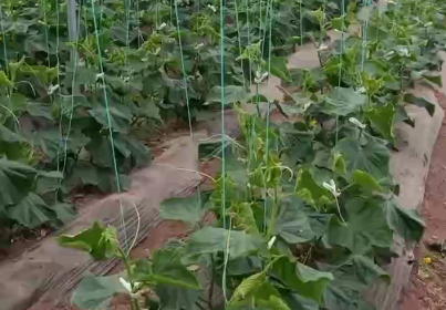 黄瓜上使用稼乐夫根腾