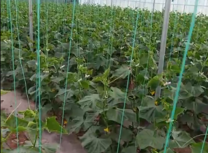 客户使用稼乐夫水溶肥