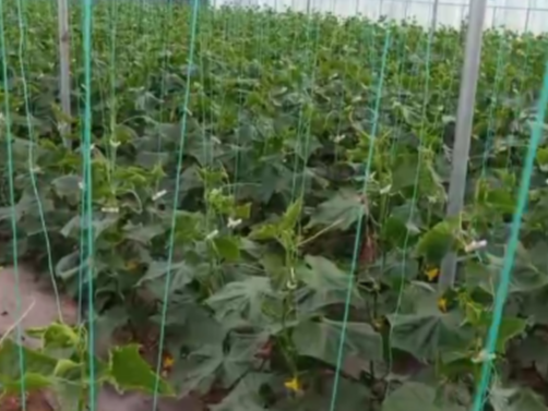 黄瓜种植技术与管理方法
