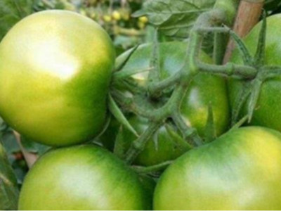 番茄结果期施什么肥好?番茄用什么肥料结果多?