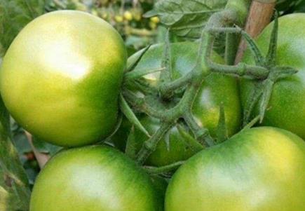 番茄结果使用稼乐夫水溶肥效果反馈