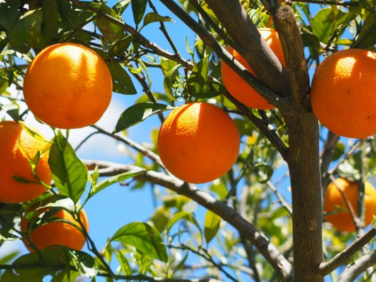 橙子的施肥方法，橙子的两大上肥技巧