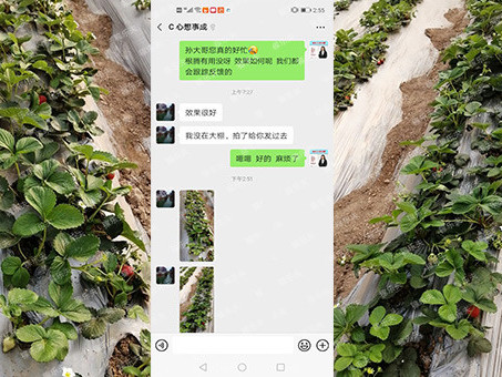 什么肥料可以让草莓长得更好？