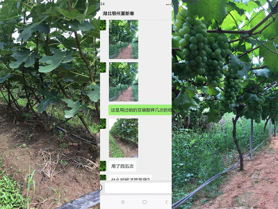 葡萄施用什么叶面肥对果实好?
