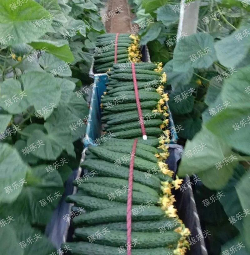黄瓜使用稼乐夫水溶肥长势好