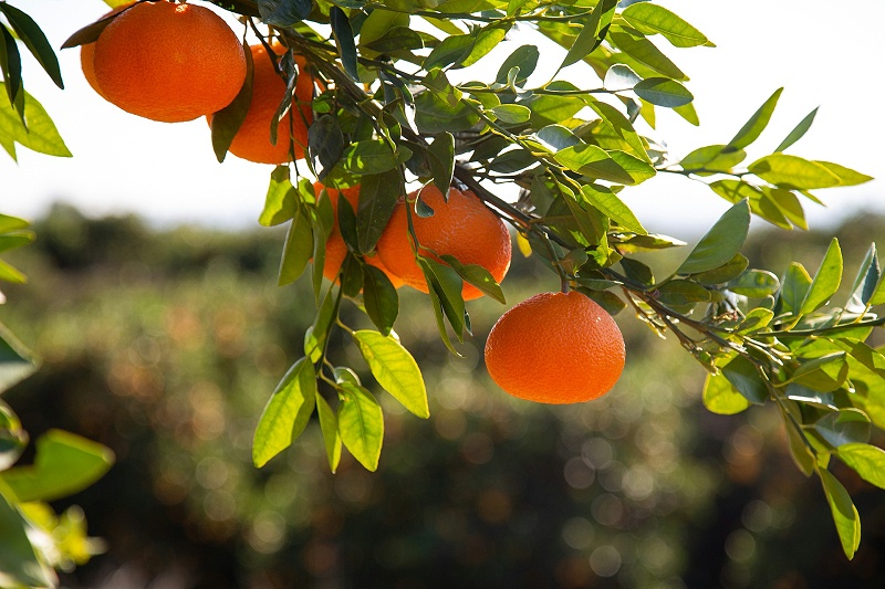 柑橘使用微生物菌剂根腾长势好