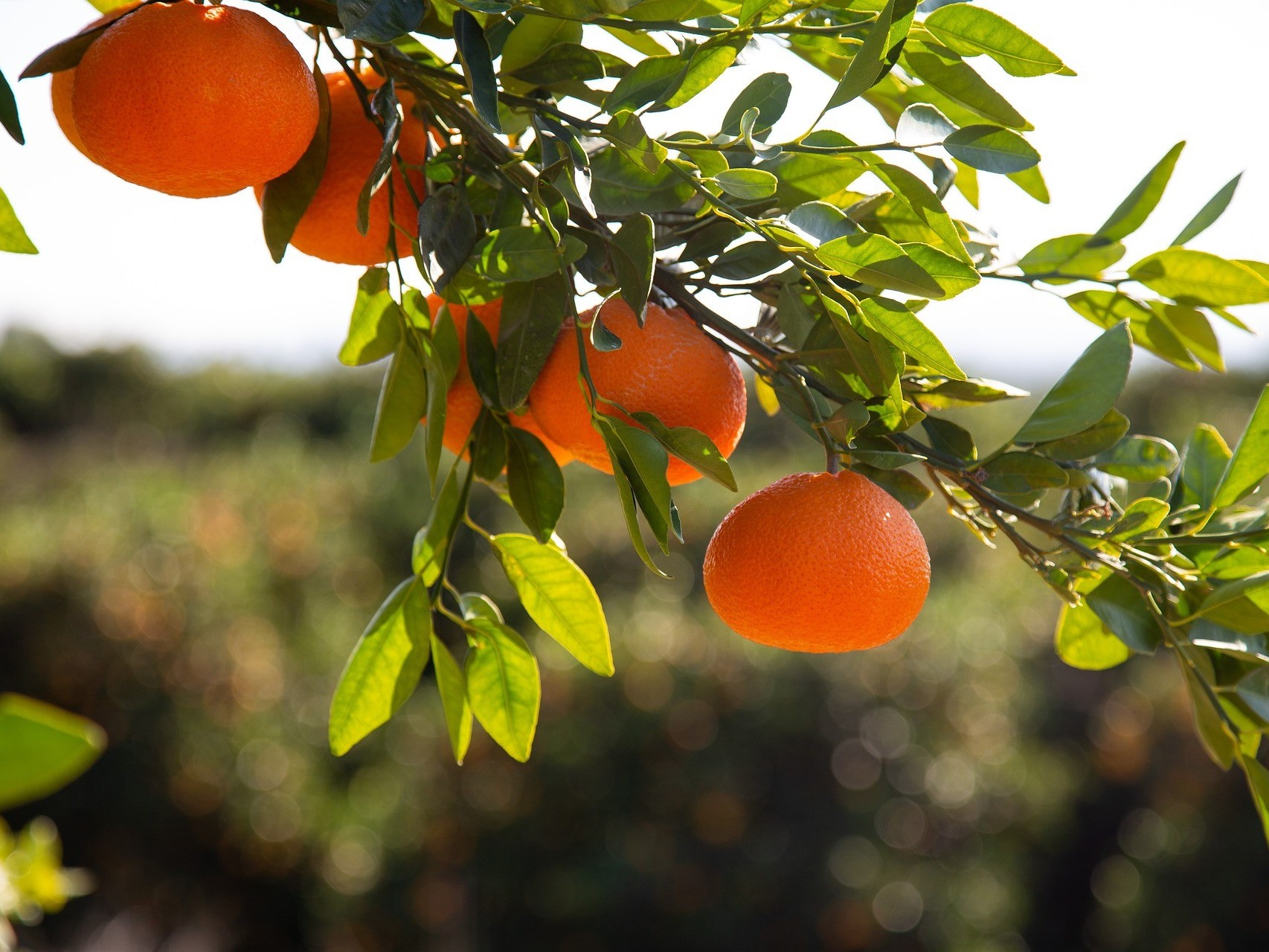 柑橘施冬肥的作用，柑橘冬肥如何施用？