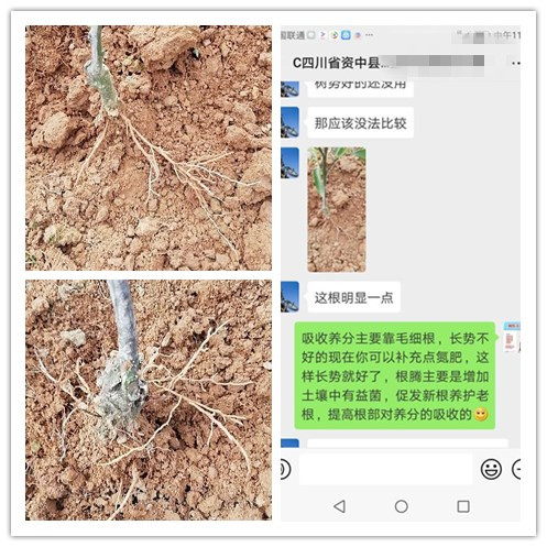 四川资中柑橘种植户李经理