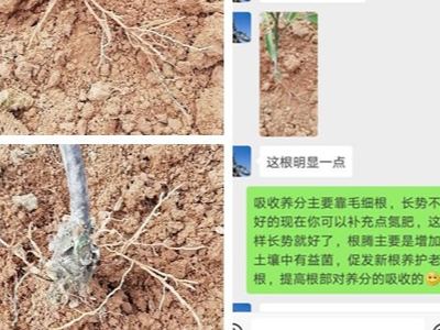 四川资中柑橘种植户李经理——稼乐夫水溶肥客户案例