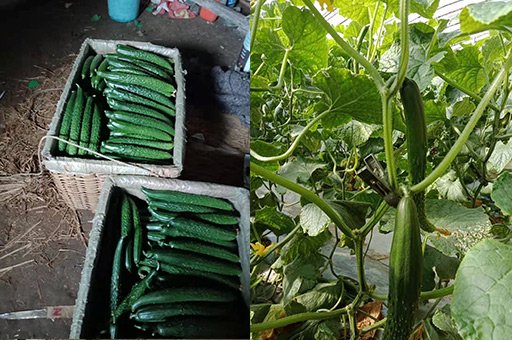 种黄瓜用什么肥料比较好？
