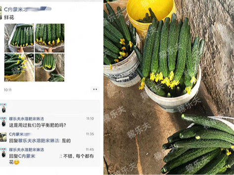 设施黄瓜怎么施肥效果好?