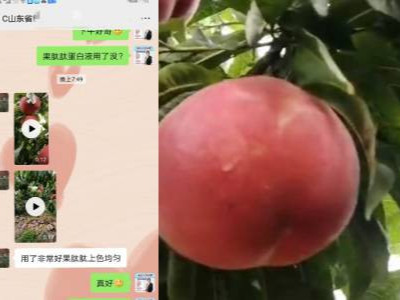 山东临沂桃树种植户夏经理-稼乐夫水溶肥客户案例