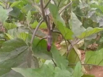 茄子种植选择什么水溶肥效果好?