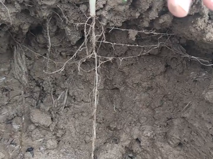 棉花根系特点和​施肥的关系？
