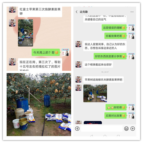 甘肃庆阳苹果种植户边克勤