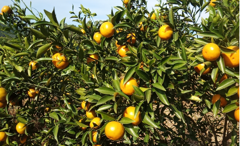 柑橘膨果期用什么肥好？柑橘长势不好怎么办？