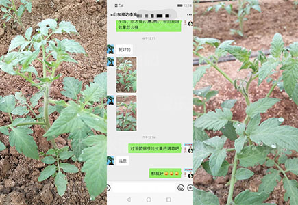 番茄苗期用肥选什么肥料好,稼乐夫微生物菌剂