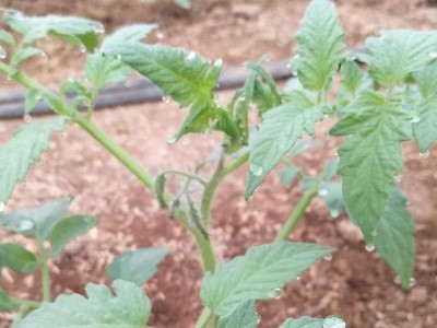 番茄施肥技术，番茄用什么肥料生根好？