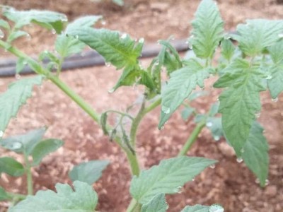 番茄根结线虫好用的药有哪些？