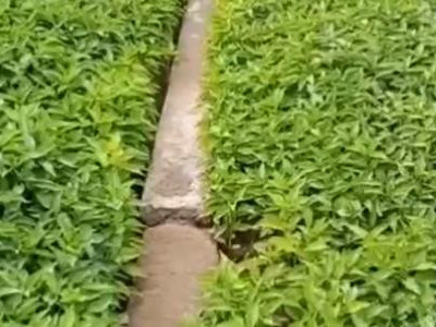 辣椒苗生根如何用肥？