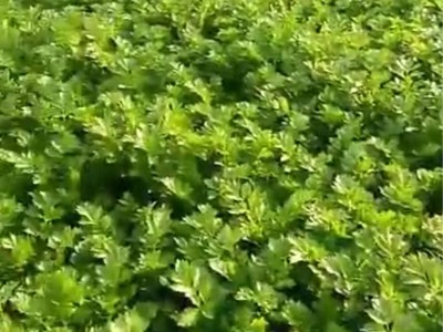 芹菜长势不好用什么肥料?