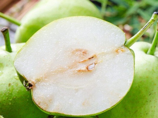 11月梨树越冬准备：从基肥到树形调整，6项技术措施保障来年长势