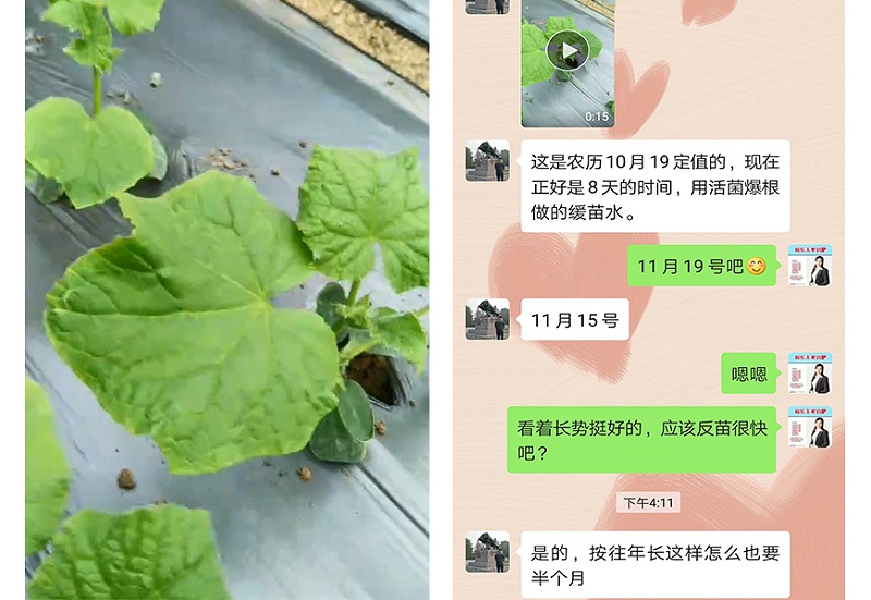山东临沂黄瓜种植户李大哥