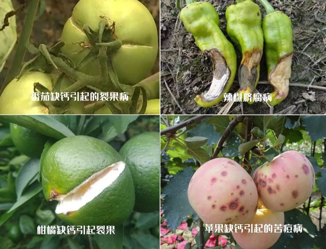 蔬菜缺钙不用愁！原因、表现及解决办法全解析