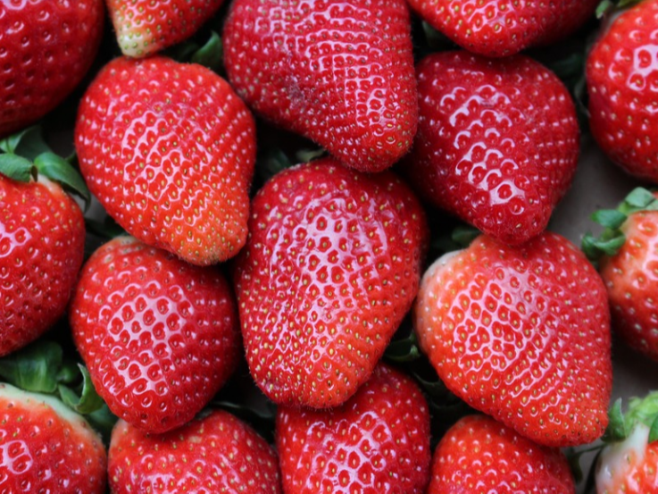 草莓根腐病发生原因，草莓根腐病预防措施