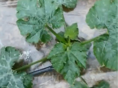 西葫芦生根快长用什么微生物菌剂好?