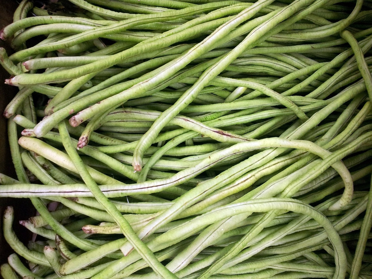 豆角植株枯死如何预防？豆角植株枯死的原因？