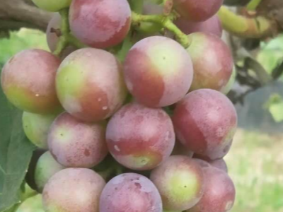 葡萄转色增甜使用什么肥料?