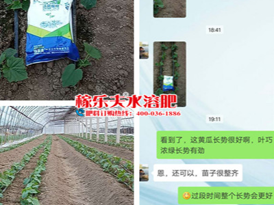 山东日照黄瓜种植户井经理——稼乐夫水溶肥客户案例