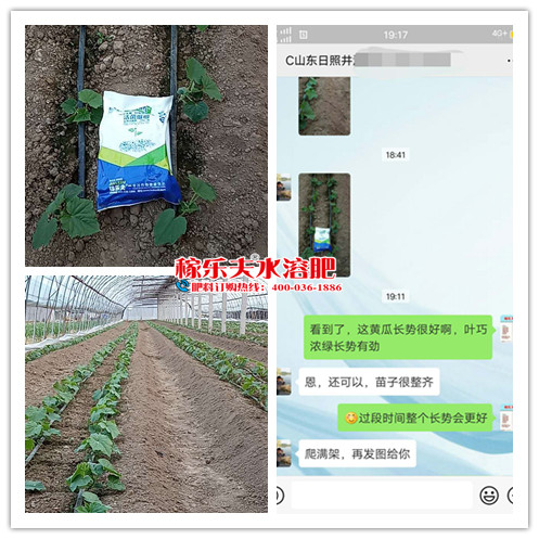 山东日照黄瓜种植户井经理
