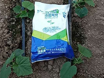 黄瓜苗上使用根腾活菌爆根