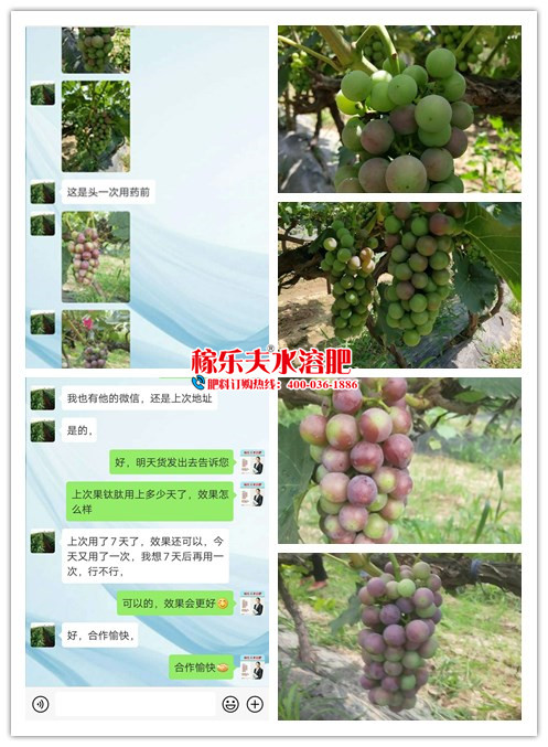 葡萄使用果钛肽对比反馈