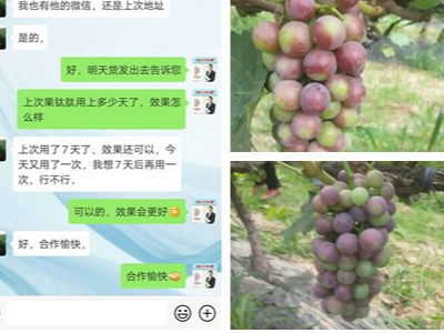 陕西西安葡萄种植户王经理——稼乐夫水溶肥客户案例