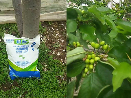 微生物菌剂怎么使用效果好？