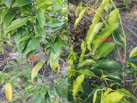 瓜果白粉病用什么药效果好？